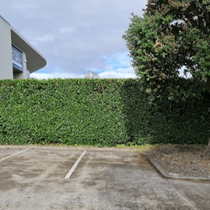 Hedges and pruning